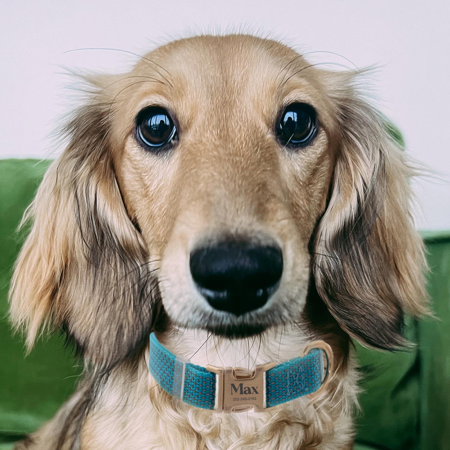 Custom Engraved Reflective Nylon Dog Collar