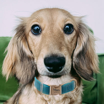 Custom Engraved Reflective Nylon Dog Collar